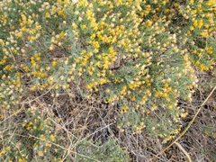 Ericameria laricifolia