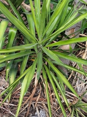 Yucca aloifolia