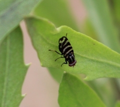Pterotaenia fasciata