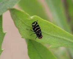 Pterotaenia fasciata
