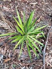 Yucca aloifolia