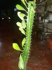 Euphorbia trigona