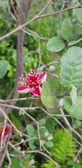 Feijoa sellowiana