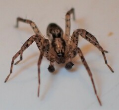 Anyphaena