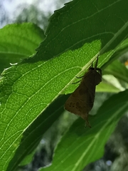 Clostera anastomosis