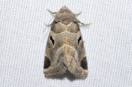 Plagiomimicus pityochromus Grote, 1873