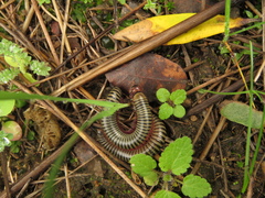 Ommatoiulus lusitanus