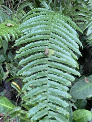 Gymnosphaera podophylla