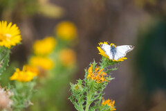 Heliopetes laviana