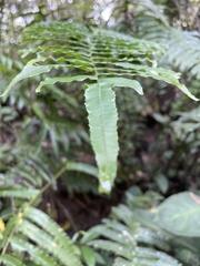 Gymnosphaera podophylla