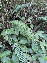 Gymnosphaera podophylla