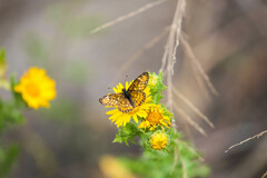 Chlosyne definita