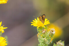 Chlosyne definita