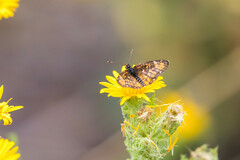Chlosyne definita