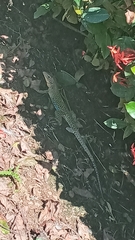 Holcosus quadrilineatus