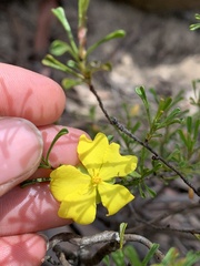 Hibbertia monogyna