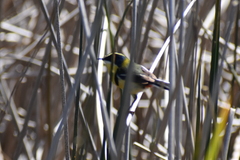 Tachuris rubrigastra