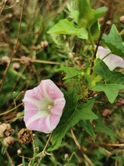 Calystegia hederacea