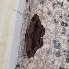 Lepidoptera