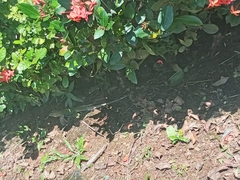 Holcosus quadrilineatus