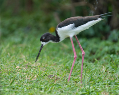 Himantopus mexicanus knudseni