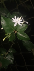 Jasminum nervosum