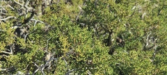 Juniperus californica