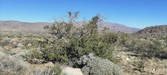 Juniperus californica