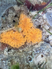 Botryllus