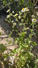 Perityle emoryi