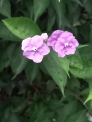 Brunfelsia