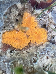 Botryllus