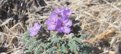 Phacelia distans