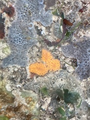 Botryllus