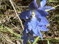 Thelymitra media