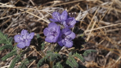 Phacelia distans