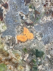 Botryllus