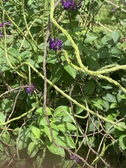 Stachytarpheta
