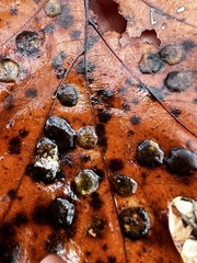 Polystepha pustuloides