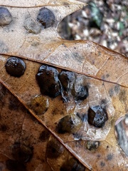 Polystepha pustuloides