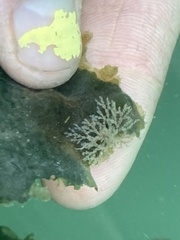 Bryozoa