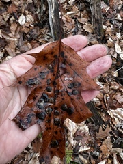 Polystepha pustuloides