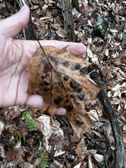 Polystepha pustuloides
