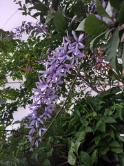 Petrea