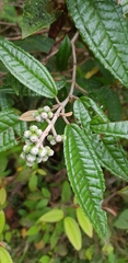 Miconieae