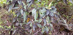 Miconieae