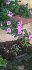 Catharanthus roseus