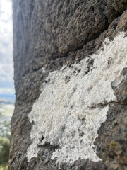 Agaricomycotina