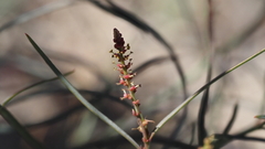 Stillingia linearifolia