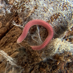 Gosodesmus claremontus